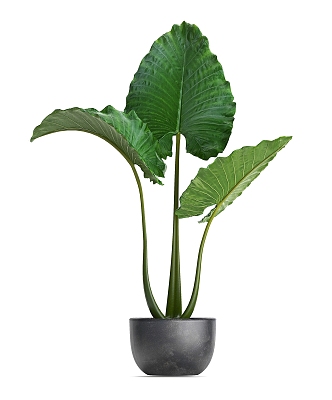 potted green plant indoor plant 3d model