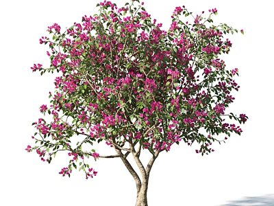 Tall Flowering Arbor With Dense Purple Blossoms And Lush Green Leaves 3d model