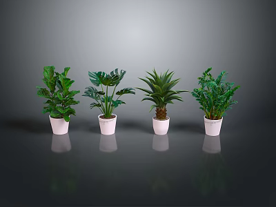 Various Green Plants in White Pots with Dark Background and Reflections 3d model