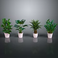 Various Green Plants in White Pots with Dark Background and Reflections