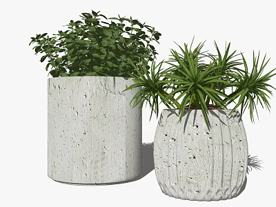 White Concrete Cylindrical and Textured Indoor Green Bonsai Potted Plants with Lush Foliage 3d model