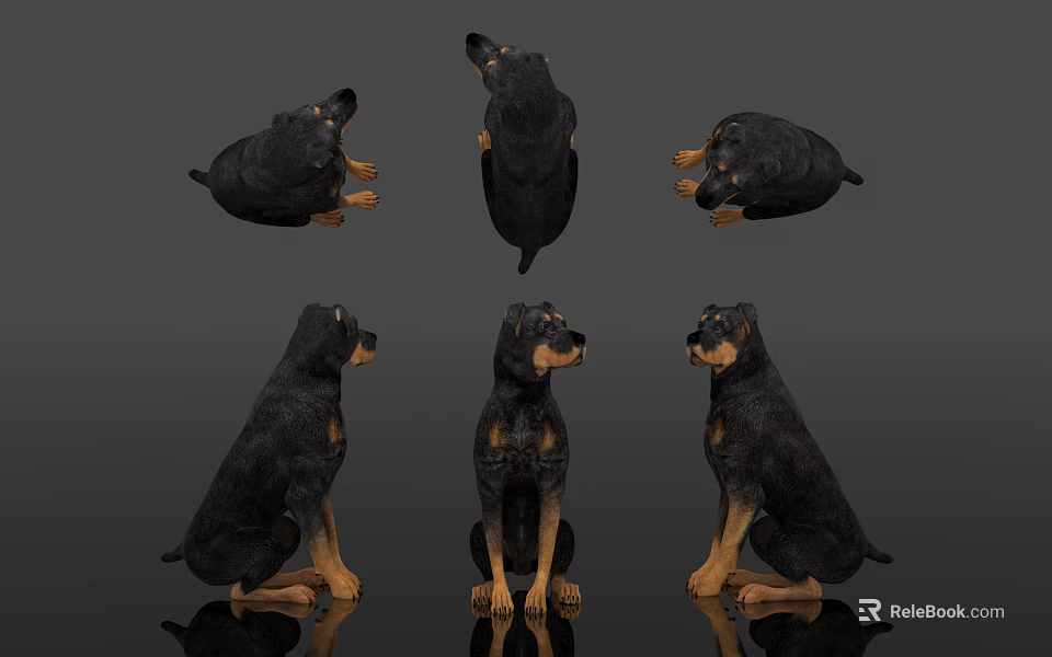 Six Reptile Lizard Figurines in Various Positions on Black Reflective Surface 3d model