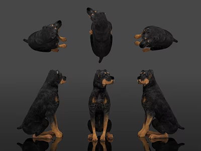 Six Reptile Lizard Figurines in Various Positions on Black Reflective Surface 3d model