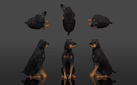Dog Sitting Posture Dog Animal Specimen Toy Decoration Ornaments Pastoral Dog Science Museum Zoo Teaching Equipment 3d model