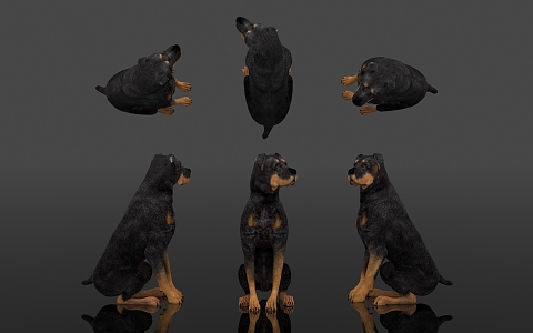 Dog Sitting Posture Dog Animal Specimen Toy Decoration Ornaments Pastoral Dog Science Museum Zoo Teaching Equipment 3d model