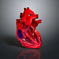 3D Human Heart Anatomical Model With Clear Internal Chambers And Colored Vessels 3d model