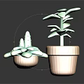 Indoor Decorative Potted Plants With Green Leaf Succulent Cactus In Terracotta Pots