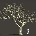 Tall Leafless Tree With Thick Trunk Detailed Branches And Standing Person