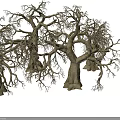 Leafless Withered Trees With Thick Trunks And Twisted Branches Against Gray Background