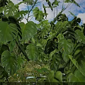 Lush Green Monstera Leaves in Outdoor Garden With Blue Sky Background