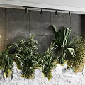 Indoor Living Wall With Various Hanging Green Plants And Natural Gray White Textured Design