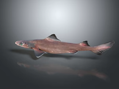 Brownish Shark With Black Fins And Green Eyes On Gray Background With Reflection 3d model