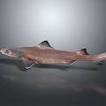 Brownish Shark With Black Fins And Green Eyes On Gray Background With Reflection