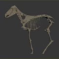 Detailed Full Body Horse Skeleton Anatomical Model Display On Gray Background
