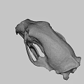 Detailed Animal Skull Fossil With Sharp Teeth And Hollow Eye Sockets
