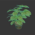 Green Leafy Plant With White Veins In Brown Pot For Indoor Decoration