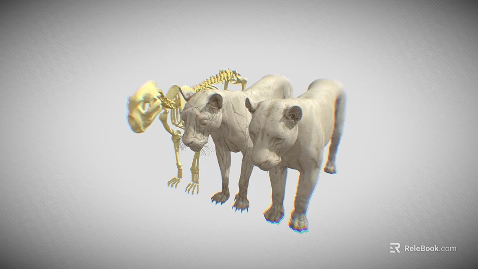 Realistic 3D Lion Skeleton And Two Standing Lion Models 3d model 