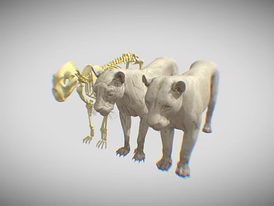 Realistic 3D Lion Skeleton And Two Standing Lion Models 3d model