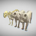 Realistic 3D Lion Skeleton And Two Standing Lion Models 3d model