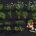 Fresh Garden Vegetables Carrots Beets Parsley Onions Red Peppers with Harvested Produce Bag