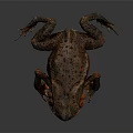 Close Up of Brown and Orange Toad with Rough Skin on Dark Background