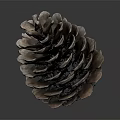 Natural Brown Pine Cone Plant Part With Intricate Scaly Texture On Gray Background
