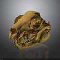 Detailed Orange Yellow Animal Skull With Sharp Teeth On Dark Reflective Surface 3d model