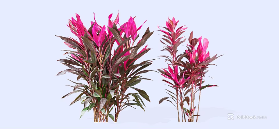 Vibrant Lush Shrubs With Pink And Purple Leaves For Outdoor Garden Decoration 3d model 