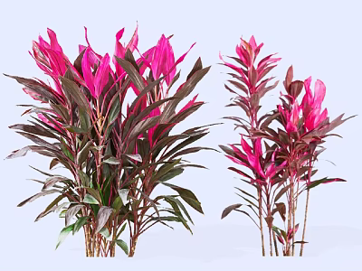 Vibrant Lush Shrubs With Pink And Purple Leaves For Outdoor Garden Decoration 3d model