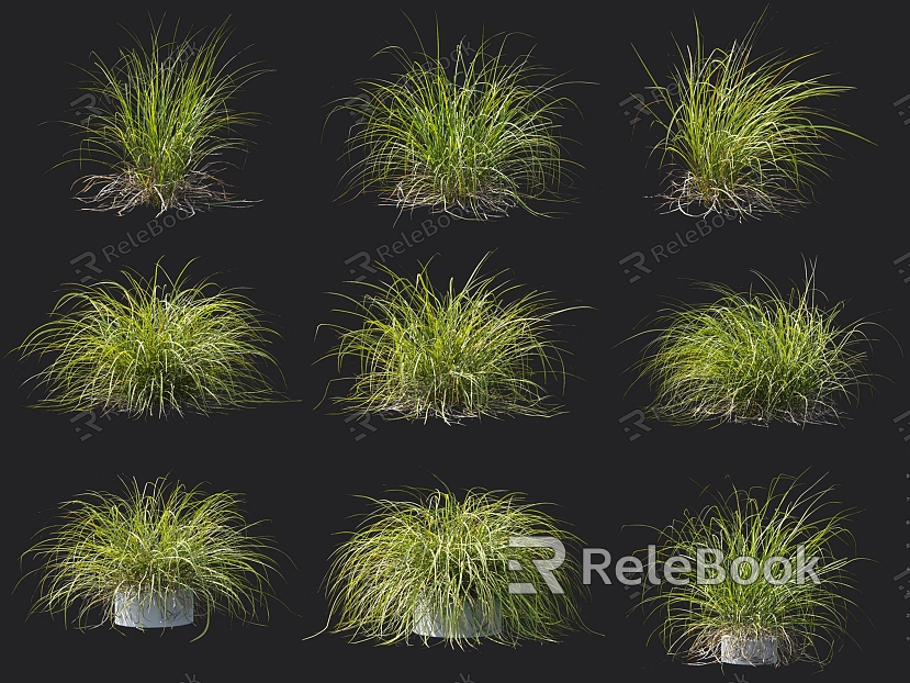 Thatched golden leaf Carex sedge hygrophyte riparian plant landscape grassy grass tall Carex model