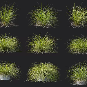 Thatched golden leaf Carex sedge hygrophyte riparian plant landscape grassy grass tall Carex 3d model