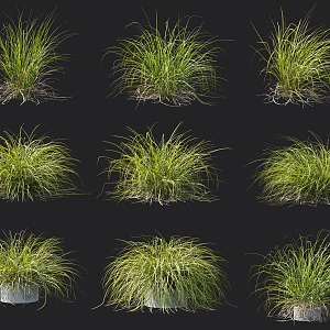 Thatched golden leaf Carex sedge hygrophyte riparian plant landscape grassy grass tall Carex 3d model