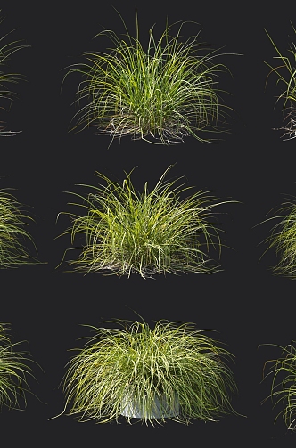 Thatched golden leaf Carex sedge hygrophyte riparian plant landscape grassy grass tall Carex 3d model