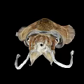 Brown Squid With Elongated Tentacles And Detailed Body On Black Background