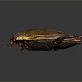 Close Up View Of Brown Beetle With Red Legs And Antennae On Reflective Dark Background