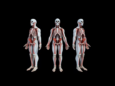 Three Human Anatomy Models Displaying Skeleton Structure And Internal Organs Against Black Background 3d model