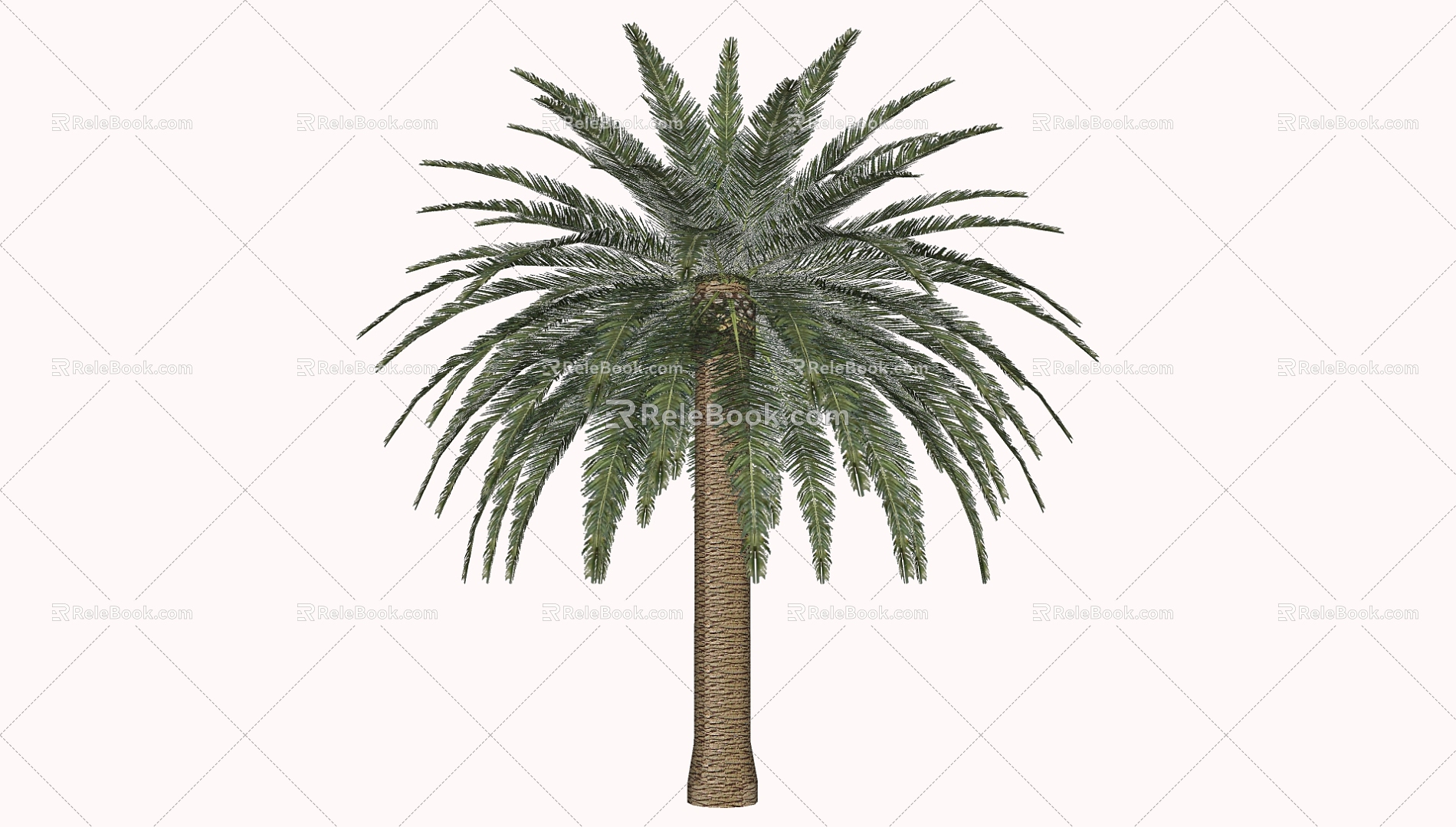 Coconut Tree 3d model