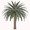 Coconut Tree 3d model