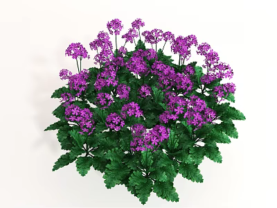 Vibrant Purple Flowers With Lush Green Leaves Blooming In Garden 3d model