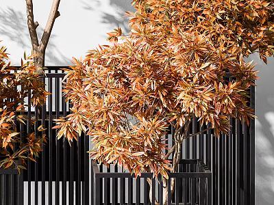 Bonsai Plant With Orange Brown Leaves Against White Wall And Black Fence Outdoor 3d model