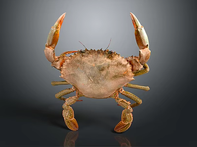 Realistic Brownish Crab With Large Claws Front View Isolated On Dark Background 3d model