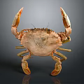 Realistic Brownish Crab With Large Claws Front View Isolated On Dark Background 3d model