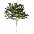Beautiful Arbor With Green Leaves And Pink Flowers In Full Bloom