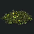 Lush Green Grass With Small Yellow Flowers Growing In Natural Cluster