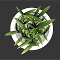Lucky Bamboo Plant with Green Stems Fresh Leaves in White Decorative Pot against Gray Background