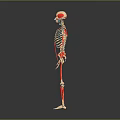 3D Anatomical Human Limbs Skeletal Structure Showing Arm and Leg Bones