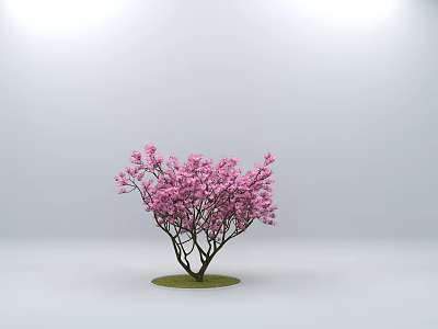 Peach Blossom Cherry Blossom Plants Outdoor Flowers 3d model