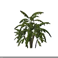Tropical Banana Tree With Large Green Leaves Lush Foliage And Strong Trunk