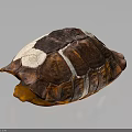 Detailed Brown White Orange Turtle Shell With Textured Surface And Dark Background Reflection 3d model