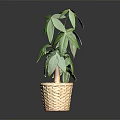 Potted Indoor Plant With Green Leaves In Woven Basket Container